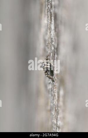 Zebra jumping spider (Salticus scenicus) on a wooden wall Stock Photo