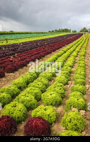 Soest, Sauerland, North Rhine-Westphalia, Germany - Vegetable cultivation, lettuce plants growing in rows on the field, oak leaf lettuce (Lactus sativa var. Crispa), also oak leaf lettuce or American lettuce, and Lollo Bianco and Lollo Rosso. Stock Photo