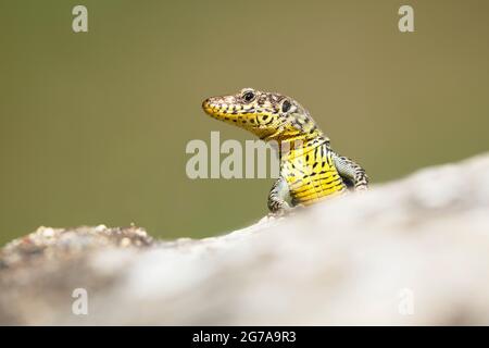 Greek Rock Lizard (Hellenolacerta graeca) peering at the photographer over the edge of a rock. Stock Photo