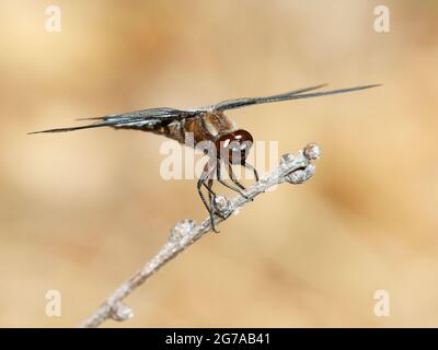 Broad-bodied Chaser (Libellula depressa) adult settled on a branch Stock Photo