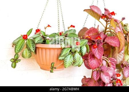 Two types of blooming Episcia in the pre-sham garden. Hobby, relaxation Stock Photo