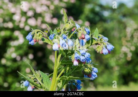 Symphytum is genus of flowering plants in borage family. There are up to 35 species, known by common name comfrey Stock Photo