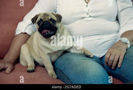 Pug breed dog sits in the hands of the mistress. Close up photo. Stock Photo