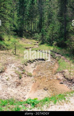 a small stream flows through the forest Stock Photo