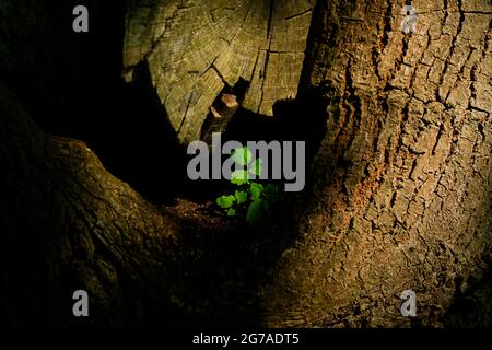 Old broken oak tree,  in the broken tree trunk grows a young wild plant,  selective sharpness Stock Photo