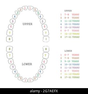 vector dental illustration, tooth chart, human teeth Stock Vector