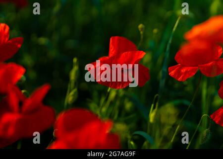 Poppies with open flowering on a meadow Stock Photo