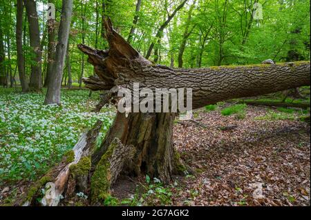 Tree fallen by storm in the forest, spring, May, Hesse, Germany Stock Photo