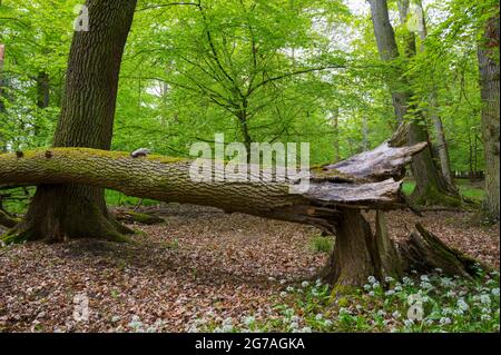 Tree fallen by storm in the forest, spring, May, Hesse, Germany Stock Photo