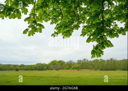 Branches of a chestnut tree in spring, May, Hesse, Germany Stock Photo