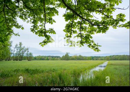 Branches of a chestnut tree in spring, May, Hesse, Germany Stock Photo