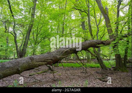 Tree fallen by storm in the forest, spring, May, Hesse, Germany Stock Photo