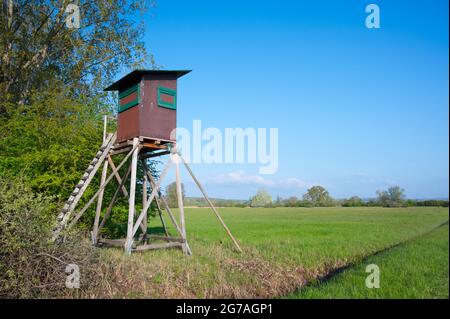 Perch at the edge of the forest in spring, May, Hesse, Germany Stock Photo