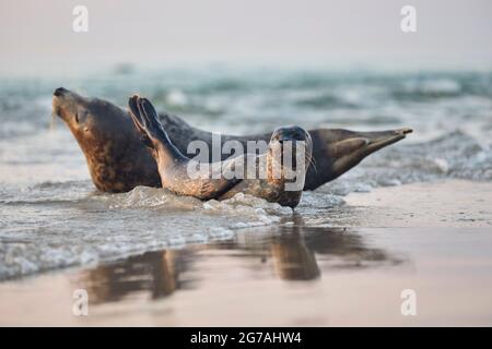 Europe, Denmark, North Jutland, Skagen. A young seal (Phoca vitulina) with its mother in Grenen. Stock Photo