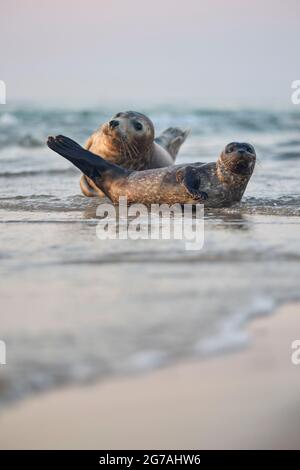 Europe, Denmark, North Jutland, Skagen. A young seal (Phoca vitulina) with its mother in Grenen. Stock Photo