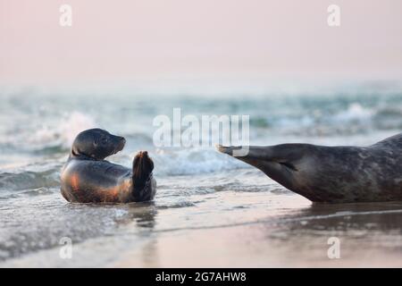 Europe, Denmark, North Jutland, Skagen. A young seal (Phoca vitulina) with its mother in Grenen. Stock Photo