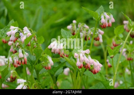Caucasian Comfrey Symphytum Grandiflorum Hidcote Pink Stock Photo caucasian-comfrey-symphytum-grandiflorum-hidcote-pink-stock-photo