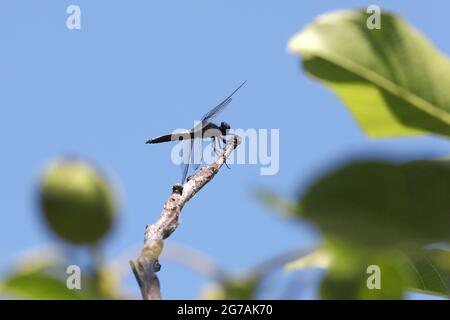 Dragonfly close up insect in nature. Nature insect dragonfly on walnut tree branch. Dragonfly in nature. Stock Photo
