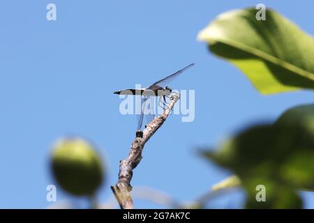 Dragonfly close up insect in nature. Nature insect dragonfly on walnut tree branch. Dragonfly in nature. Stock Photo