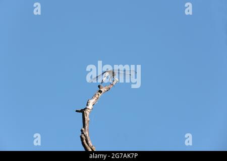 Dragonfly close up insect in nature. Nature insect dragonfly on walnut tree branch. Dragonfly in nature. Stock Photo