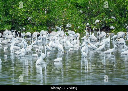 Group of Great white egrets (Ardea alba) looking for food in a pond, Sanibel Island, J.N. Ding Darling National Wildlife Refuge, Florida, USA Stock Photo