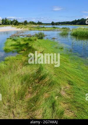 A Moon tide floods the high marsh at a salt marsh in Stony Brook, New York. Stock Photo