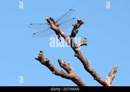Dragonfly close up insect in nature. Nature insect dragonfly on walnut tree branch. Dragonfly in nature. Stock Photo