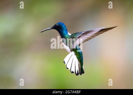 A male White-necked Jacobin hummingbird (Florisuga mellivora) hovering in the air with a blurred backgorund. Wildlife in nature. Bird in flight. Stock Photo