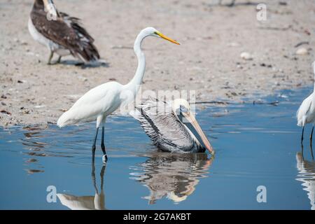 Brown pelican (Pelecanus occidentalis) and Great white egret (Ardea alba) catching fish, Sanibel Island, J.N. Ding Darling National Wildlife Refuge, Florida, USA Stock Photo