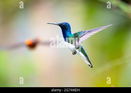 A  male White-necked Jacobin hummingbird (Florisuga mellivora) hovering in the air with another hummingbird approaching in the background. Stock Photo