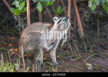 Raccoon (Procyon lotor) scratching himself,  Sanibel Island, J.N. Ding Darling National Wildlife Refuge, Florida, USA Stock Photo