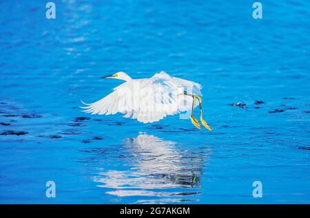 Snowy Egret (Egretta thula) in flight, Sanibel Island, J.N. Ding Darling National Wildlife Refuge Florida, USA Stock Photo