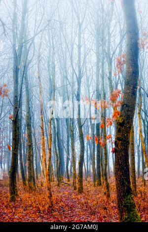 young birch trees in autumn, forest near Dachau, Upper Bavaria, Bavaria, Germany, Europe Stock Photo