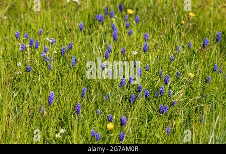 blue grape hyacinth (Muscari armeniacum), in the Hofgarten Schloss Dachau, Upper Bavaria, Bavaria, Germany, Europe Stock Photo