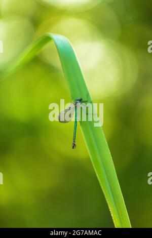 Great Royal Dragonfly (Anax imperator) Stock Photo