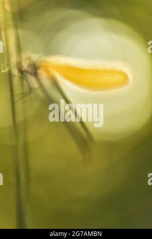 Great Royal Dragonfly (Anax imperator) Stock Photo