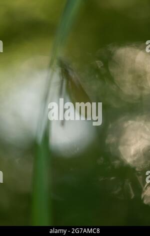 Great Royal Dragonfly (Anax imperator) Stock Photo