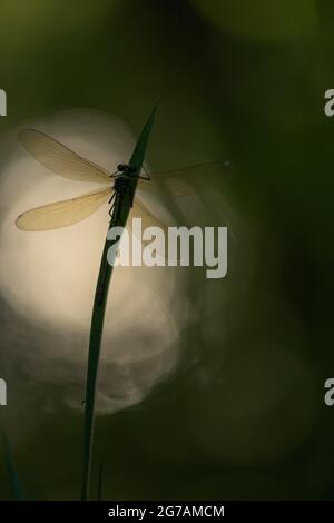 Great Royal Dragonfly (Anax imperator) Stock Photo