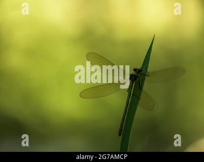 Great Royal Dragonfly (Anax imperator) Stock Photo