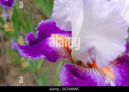 Tall bearded iris (Iris barbata-elatior), cultivar "Crow's Feet" Stock Photo