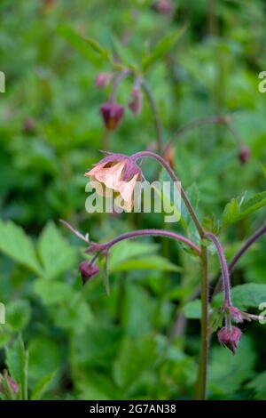 The brook avens (Geum rivale) Stock Photo