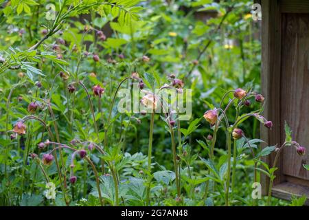 The brook avens (Geum rivale) Stock Photo