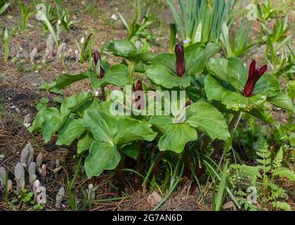 Trefoil (Trillium sessile) "Rubrum" Stock Photo