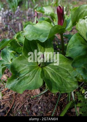Trefoil (Trillium sessile) "Rubrum" Stock Photo