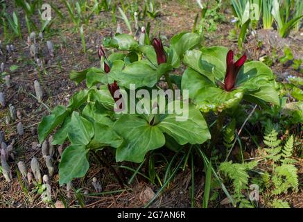 Trefoil (Trillium sessile) "Rubrum" Stock Photo