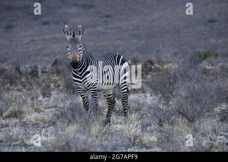 Curious Cape mountain zebra Stock Photo