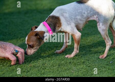 Older mixed Chihuahua Terrier dog in the arms of a trainer and caretaker at a dog resue facility Stock Photo