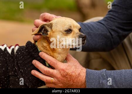 Older mixed Chihuahua Terrier dog in the arms of a trainer and caretaker at a dog resue facility Stock Photo