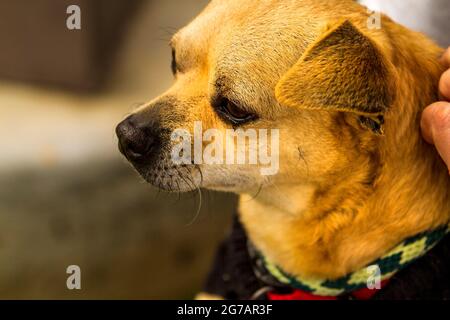 Older mixed Chihuahua Terrier dog in the arms of a trainer and caretaker at a dog resue facility Stock Photo