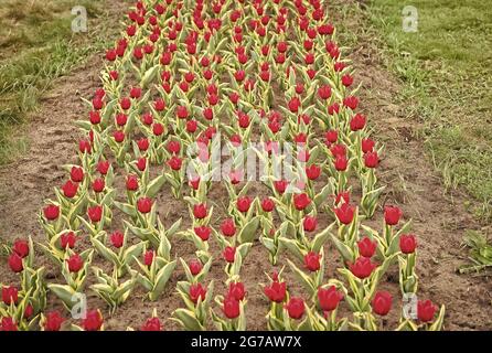 Soil for growing flowers. Growing perfect scarlet red tulips. Beautiful tulip fields. Field of tulips. Springtime bloom. Gardening tips. Growing Stock Photo